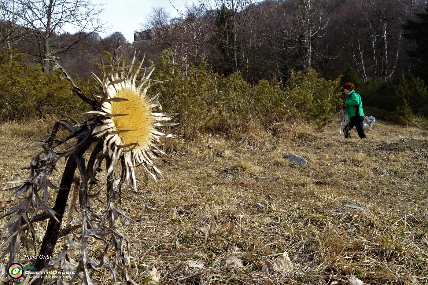 20 Carlina acaulis (Carlina Bianca) ...quello che rimane.JPG